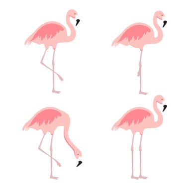 Karikatür pembe flamingo raster küme. Şirin flamingolar koleksiyonu. Flamingo hayvan egzotik, doğa vahşi fauna illüstrasyon 