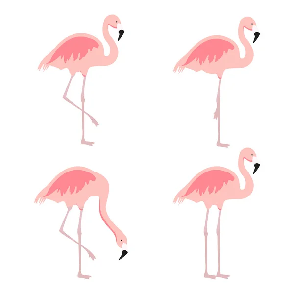 Karikatura Růžové Plameňáků Raster Soubor Roztomilý Plameňáci Kolekce Flamingo Zvířat — Stock fotografie