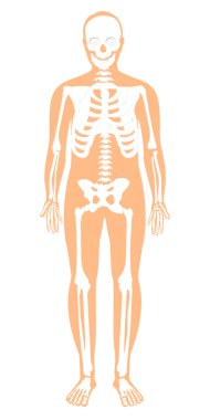 Raster resim. Erkek insan vücudunda iskelet sistemi. İskelet Önden Görünüm