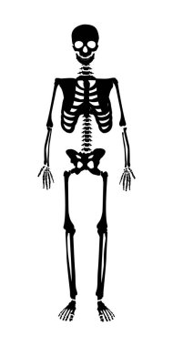 İskelet insan anatomisi. Raster halloween siyah iskelet üzerinde beyaz izole.