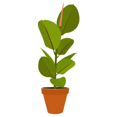 Houseplant - genç Ficus elastica beyaz arka plan üzerinde izole bir saksı bitki