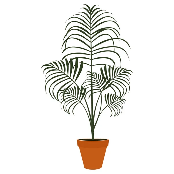 Howea Forsteriana Houseplant Vaso Planta Isolada Sobre Fundo Branco Ilustração — Fotografia de Stock