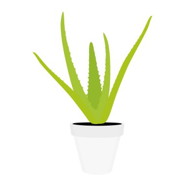 aloe vera çiçek