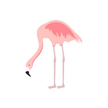 Egzotik pembe flamingo