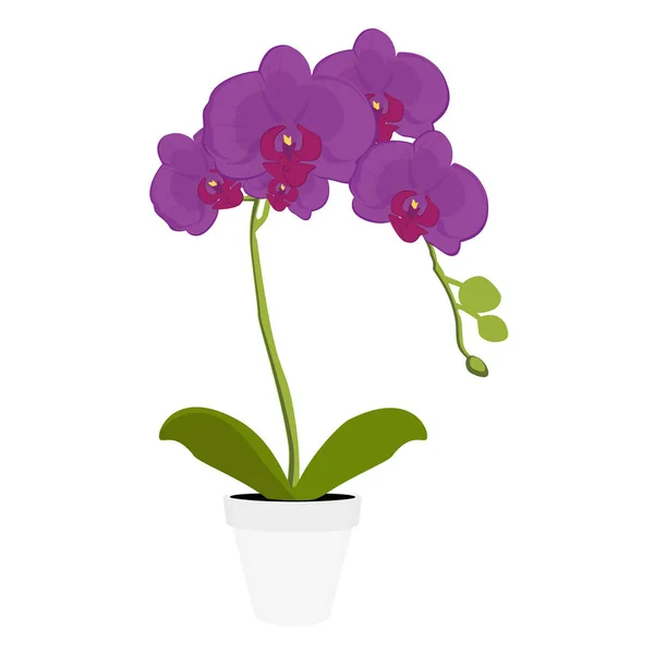 Orchidee Zimmerpflanze Blume — Stockvektor