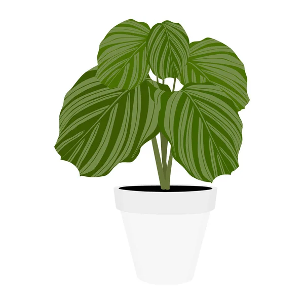 Plante d'intérieur en pot — Image vectorielle