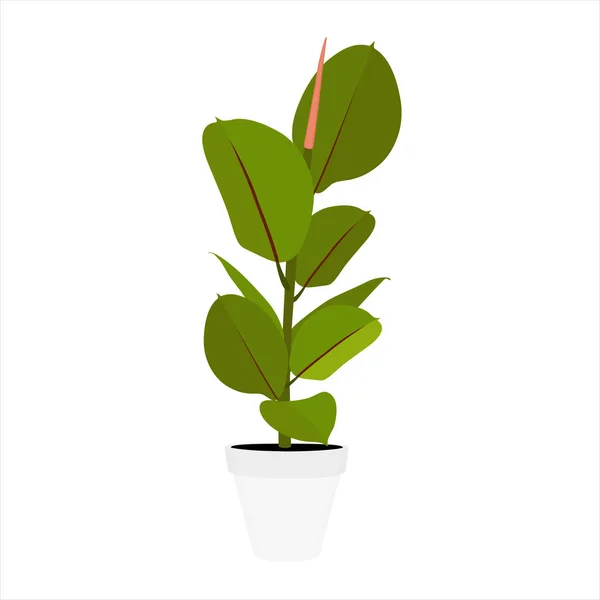 Planta de interior Ficus Elastica — Vector de stock