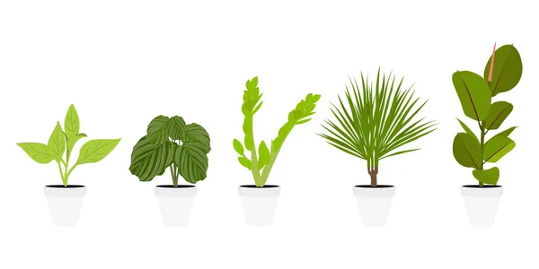Varias plantas de interior en macetas — Vector de stock