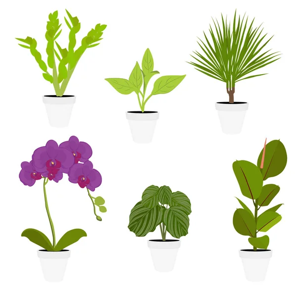 Diverses plantes d'intérieur en pot — Image vectorielle