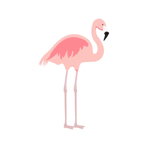 Egzotik pembe flamingo — Stok Vektör