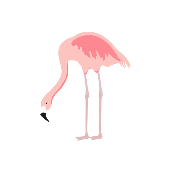 Flamingo rosa exótico —  Vetores de Stock