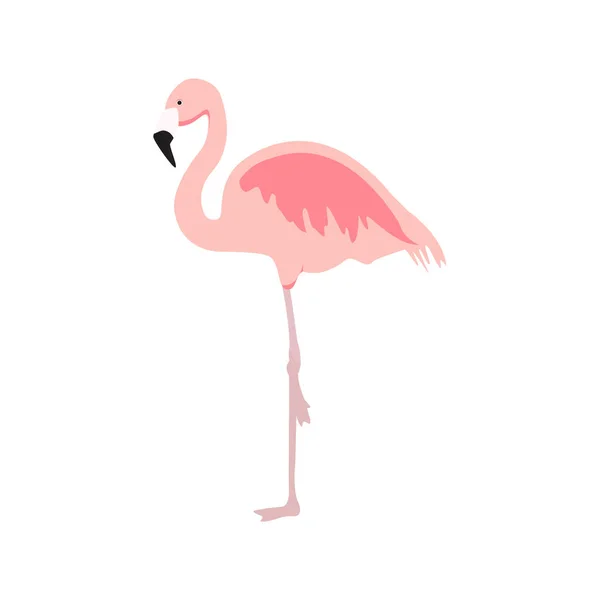 Exotischer rosa Flamingo — Stockvektor