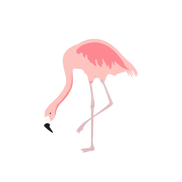 Exotic pink flamingo — Stock Vector