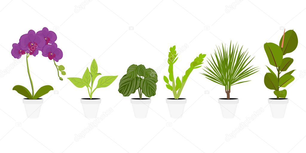 Various potted houseplants