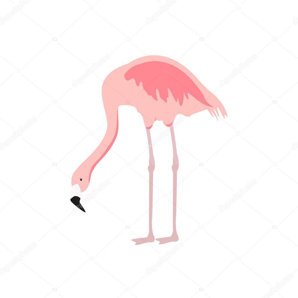 Exotic pink flamingo