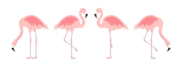 Karikatura růžové plameňáků raster soubor. Roztomilý plameňáci kolekce. Flamingo zvířat exotické, příroda volně žijících živočichů ilustrace — Stock fotografie