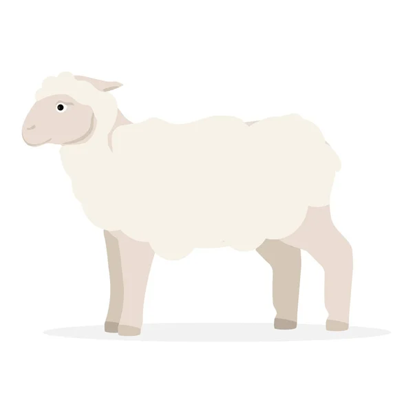 Sheep farm animal — Stock Photo, Image