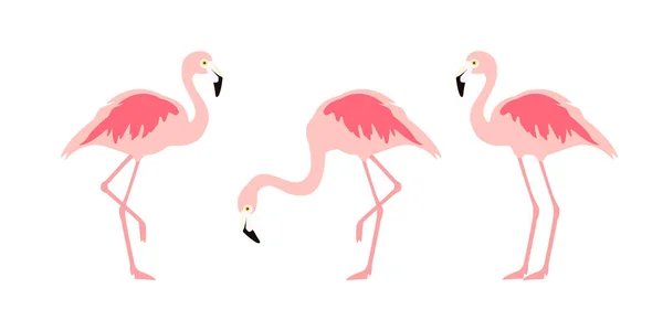 Sbírka Tropických Ptáků Flamingo Vektor — Stockový vektor