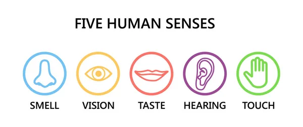 Icon set of five human senses: vision (eye), smell (nose), hearing (ear), touch (hand), taste (mouth ). Simple line icons and color circles, raster illustration.