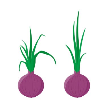 Kırmızı, mor soğanlı yeşil filizli beyaz arka planda. Tam soğan soğanı. Sebze. Vektör illüstrasyonu