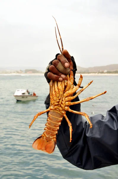 Ein Felsenhummer Von Der Atlantikküste Wird Frisch Vom Boot Aus — Stockfoto