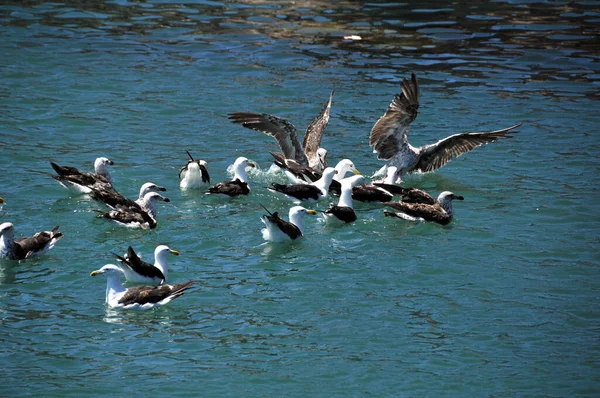 南アフリカのエルンド湾で魚の群れと戦う海鳥 — ストック写真