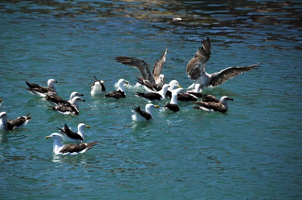 Gaivotas Lutando Por Pedaços Peixe Eviscerado Elands Bay África Sul — Fotografia de Stock