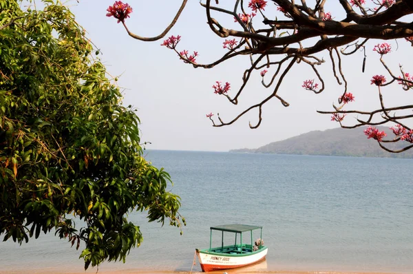 A peaceful scene, looking out over Lake Malawi with a pink frangipani in bloom and the Honey Guide waiting to go fishing
