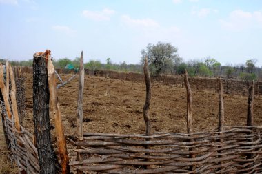 Bir sığır Kraal bir gecede Zimbabve çalılarında aslanlara karşı korunmak için dikildi.