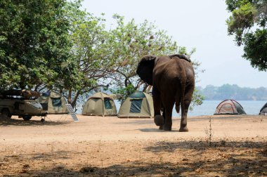 A lone elephant bull making for some dome tents at Mana Pools in Zimbabwe. But it is only a mock charge. clipart
