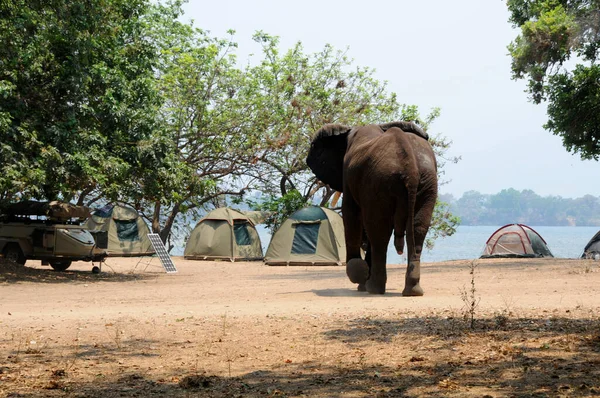 Toro Elefante Solitario Haciendo Algunas Tiendas Campaña Mana Pools Zimbabue — Foto de Stock