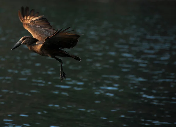 Довольно Неуклюжий Взгляд Hamerkop Глядя Завоевание Полете Над Озером Малави — стоковое фото