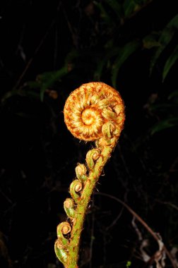 A young fern leaf coming to life in the Knysna Forest, Western Cape South Africa clipart