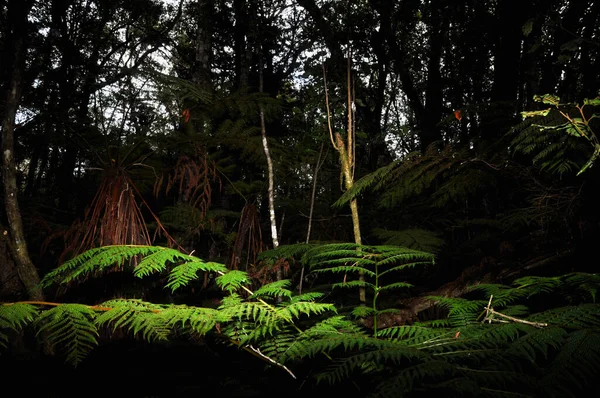 아프리카 케이프 삼림의 환상적 양치식물 — 스톡 사진