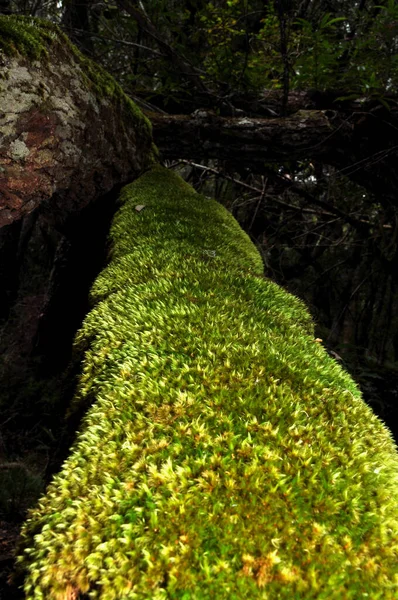 Mosses Phylum Non Vascular Plants Growing Lustfully Old Tree Stem — Stock Photo, Image