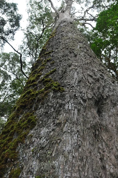 Outeniqua Yellowwood Adalah Konifer Hijau Abadi Yang Sering Tumbuh Hingga — Stok Foto