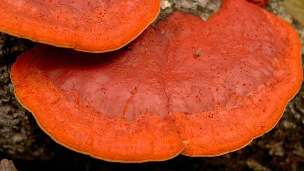 Primer Plano Del Brillante Hongo Rojo Anaranjado Cinabrio Que Aferra — Foto de Stock