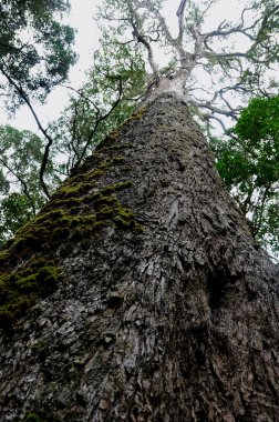 Some of the largest Outeniqua yellowwoods occur in the Knysna-Amatole montane forests clipart