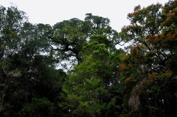 Raksasa Hijau Hutan Knysna Dapat Mencapai 200 Kaki Yang Mengesankan — Stok Foto