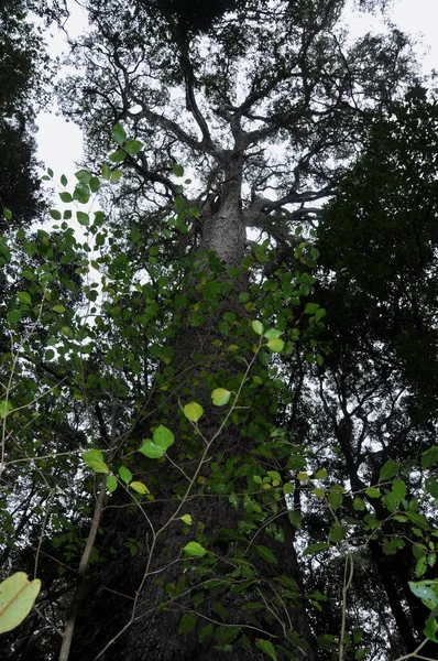 Outeniqua Yellowwoods Secara Alami Membentuk Kincir Angin Dan Membantu Mencegah — Stok Foto