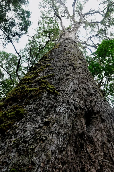 Beberapa Hutan Kuning Outeniqua Terbesar Terdapat Hutan Montane Knysna Amatole — Stok Foto