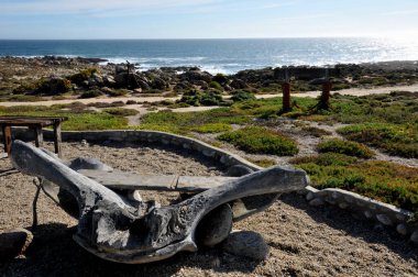 Bir balina kemiği ve sürüklenen bir odun parçası Güney Afrika 'nın batı kıyısındaki Noup' ta mükemmel bir koltuk oluşturuyor.