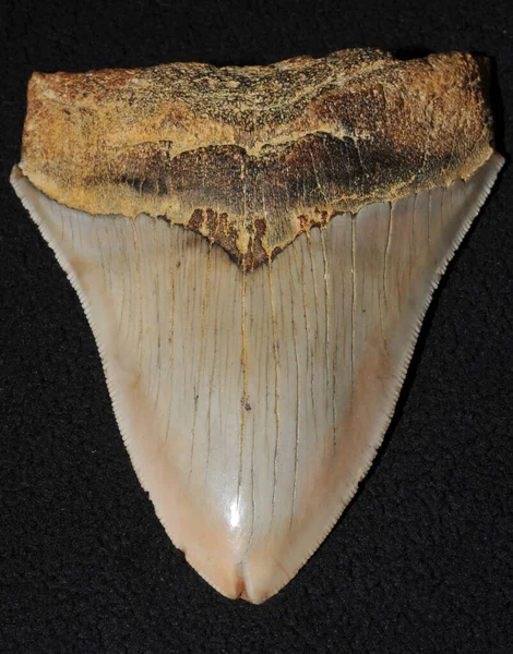 Мегалодон Означает Большой Зуб Вымерший Вид Акул Который Жил Приблизительно — стоковое фото