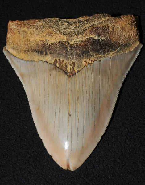 Megalodon Bedeutet Großzahn Ist Eine Ausgestorbene Haiart Die Vor Etwa — Stockfoto