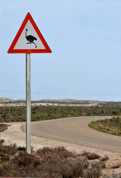 Afrika 'daki vahşi devekuşları ciddi hasara yol açabilir.