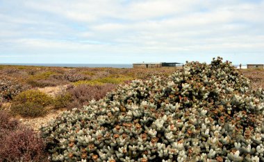 Güney Afrika 'nın Atlantik Okyanusu' nun batı kıyısındaki kurak yarı tatlı Noup köyü.