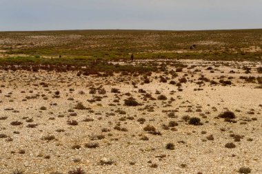Sert ve kurak yarı çöl Namaqualand çorak görünüyor, ama fauna ve bitki dolu.