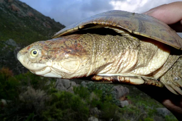Afrika miğferli kaplumbağa (ayrıca bataklık terrapini veya timsah kaplumbağası olarak da bilinir) Pelomedusidae familyasından hepçil boynuzlu bir kaplumbağa türüdür.