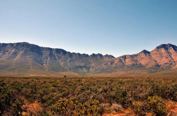 Robertson yakınlarındaki Langeberg 'in önünde yerli fynbos var. Fynbos, Güney Afrika 'nın Batı Burnu ve Doğu Cape eyaletlerinde yer alan 8500 türden oluşan doğal bir çalılık kuşağıdır.