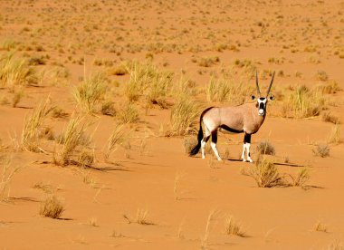 Güzel antilop Namib Çölü 'nde günlerce susuz yaşayabilir.